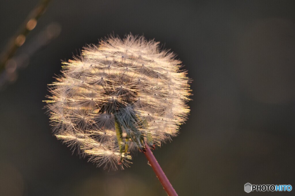 夕陽に照らされて