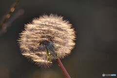 夕陽に照らされて