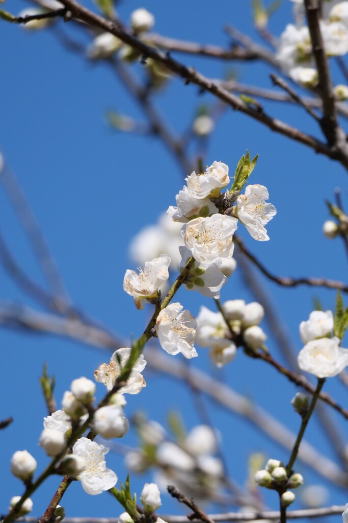 桃の花