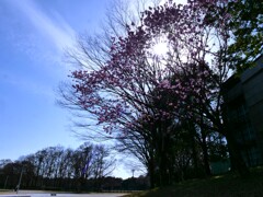 午後の桜