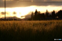 夕暮れ時の麦畑