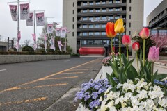街中のチューリップ