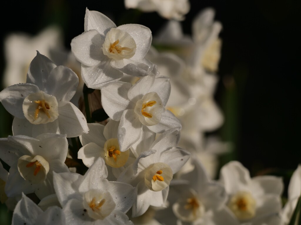 謳歌する花たち