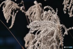 2025年の振返り 11/12 