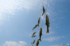 天高く鮎泳ぐ秋