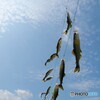 天高く鮎泳ぐ秋