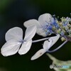 水無月の紫陽花