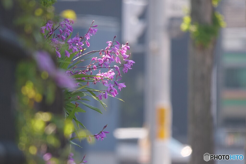 街角の紫蘭