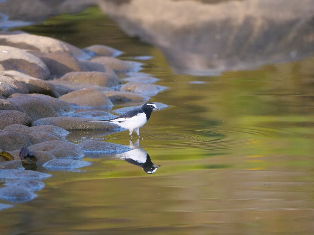 波紋