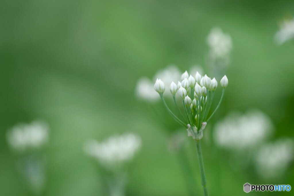 蕾