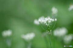 蕾