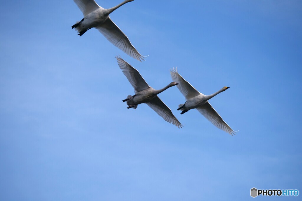 本来はボツなのですが...