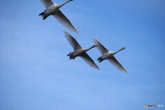 本来はボツなのですが...