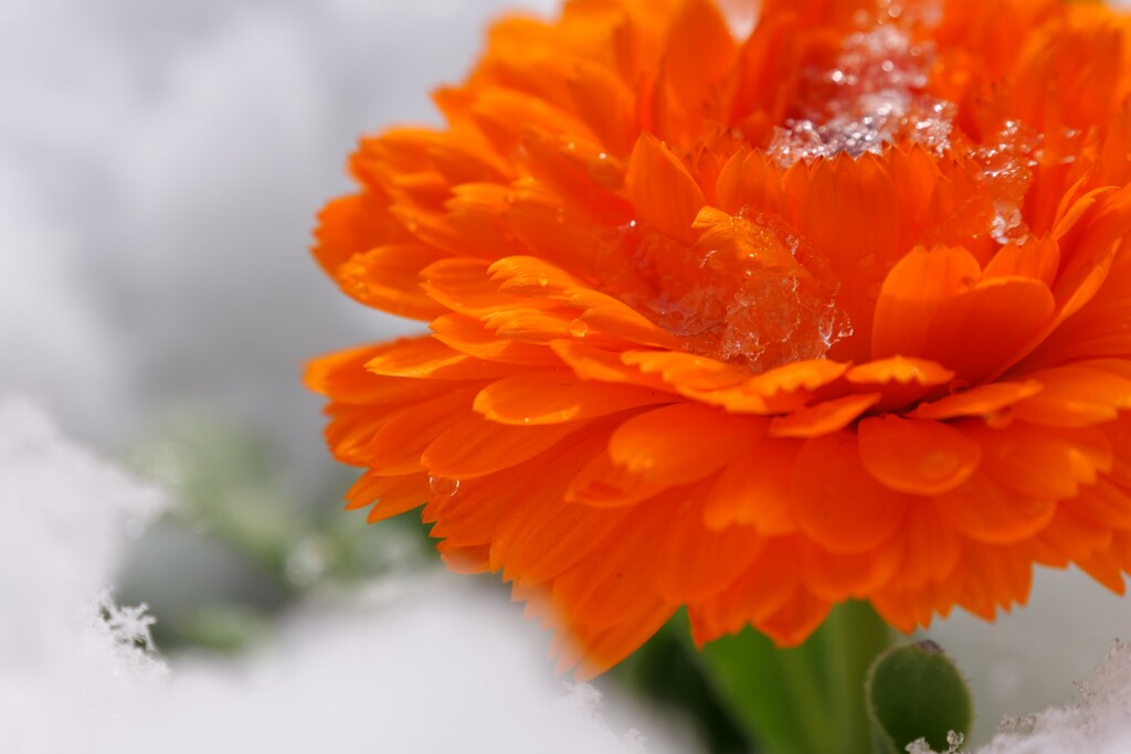 雪解けて 喜びいっぱい 金盞花