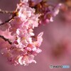 春陽の候