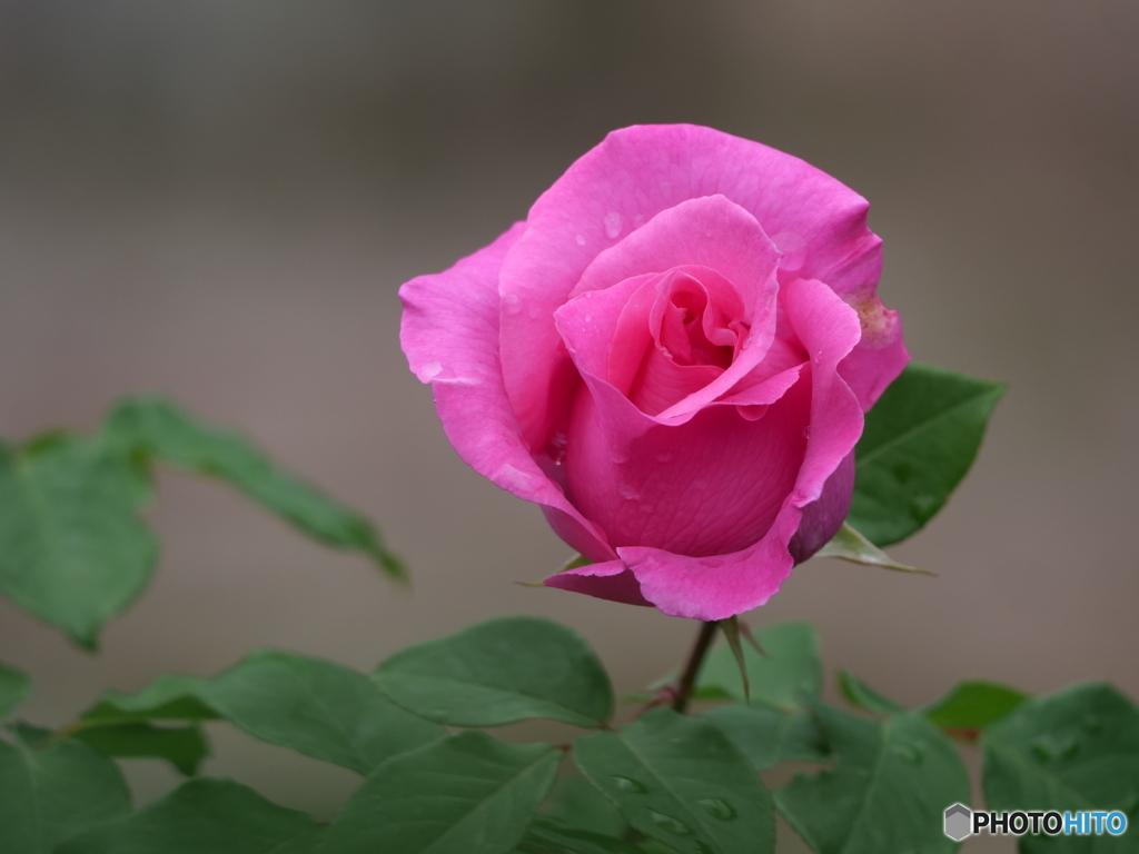公園の花