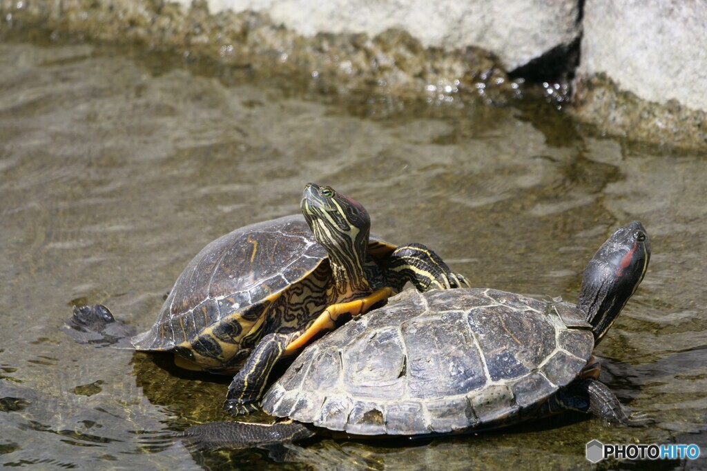 晴れた日には甲羅干し