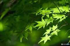 青紅葉の襲色目（あおもみじのかさねいろめ）
