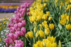 花の波