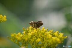 お食事中のところをお邪魔して申し訳ありません 1/2