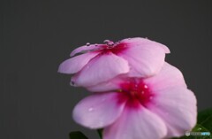 空からの贈り物