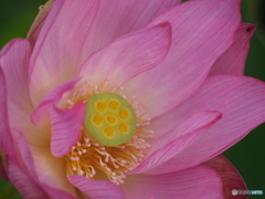 蓮の花 6