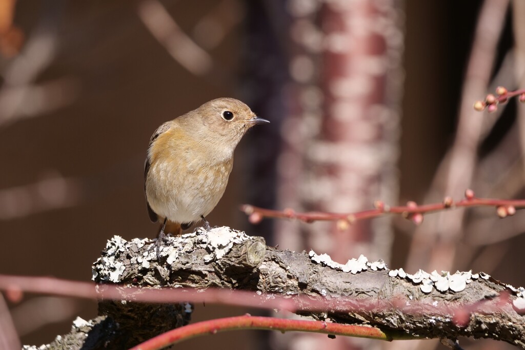 待ち人(鳥)来る