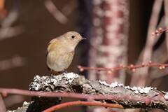 待ち人(鳥)来る