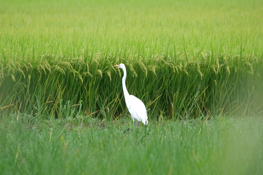 朝の散歩にて 26