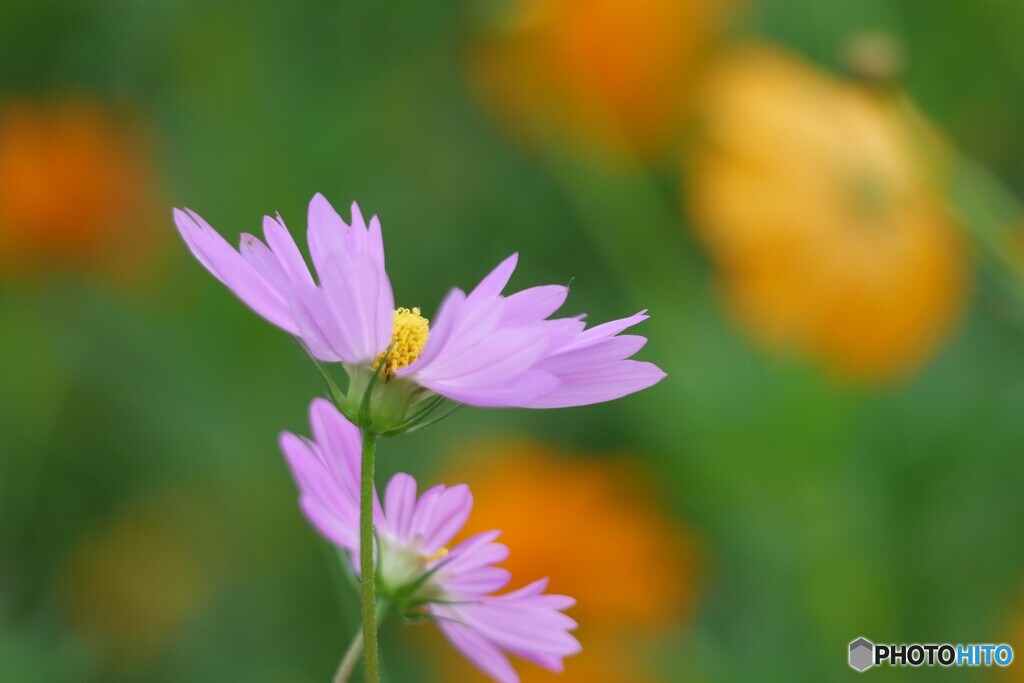 朝に見る花