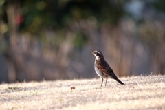 朝日のあたる鳥
