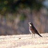 朝日のあたる鳥