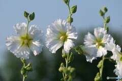 向夏の候