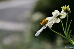 慎ましく咲いてます