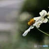 慎ましく咲いてます