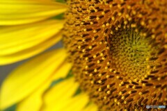 ヒマワリの筒状花