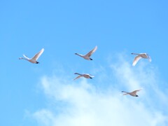 ゆったりフライト