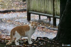 公園にて 公園にて