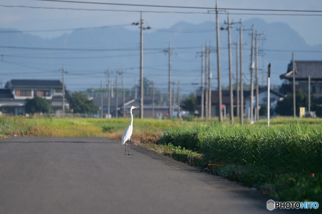 道路に佇む