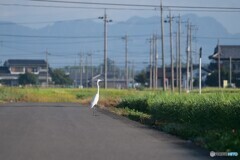 道路に佇む