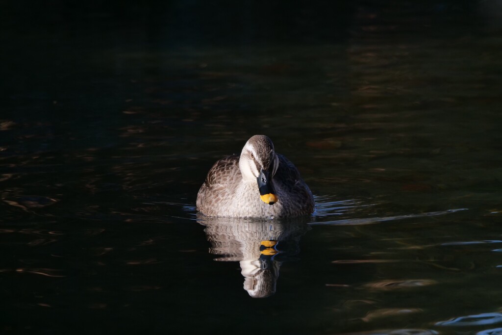 ある日の軽鴨