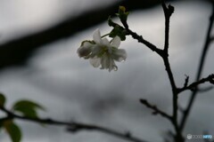 ９月の雨