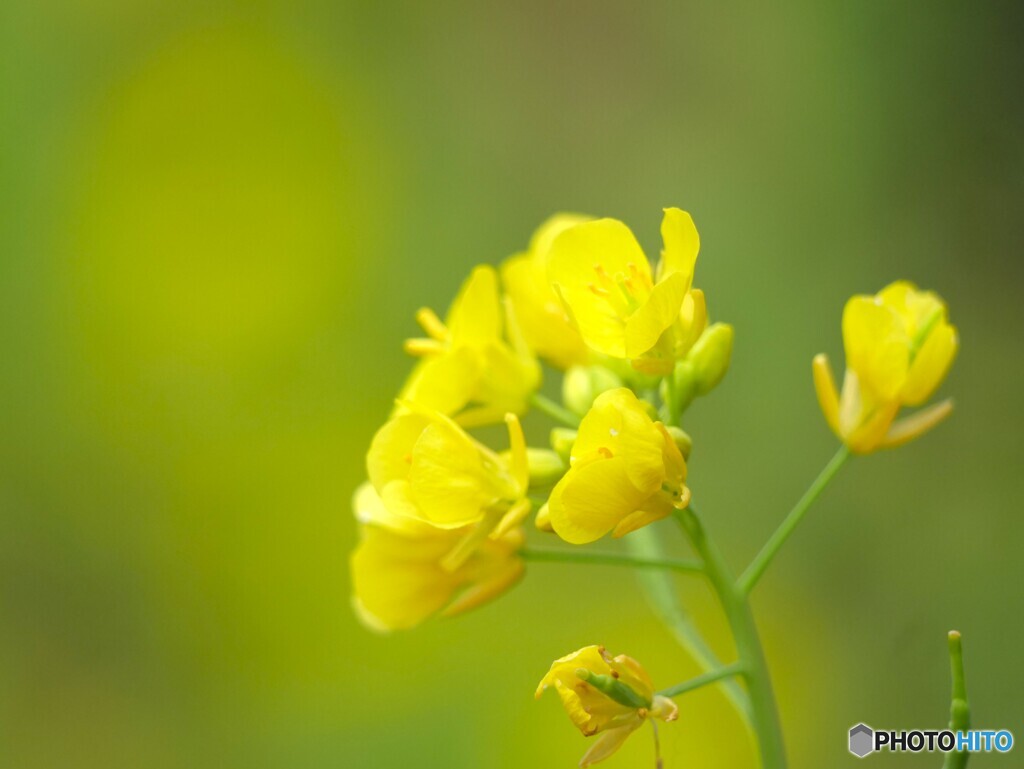 公園の花壇にて