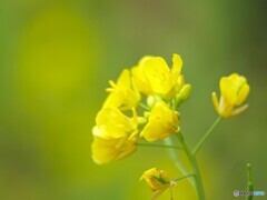公園の花壇にて