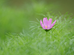  秋桜
