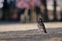 ムクちゃん