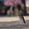 ムクちゃん