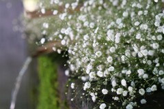 神社のかすみ草