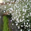 神社のかすみ草