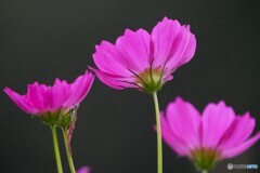 秋桜のうなじ